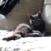 Sitara